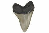 Serrated, Fossil Megalodon Tooth - North Carolina #236762-2